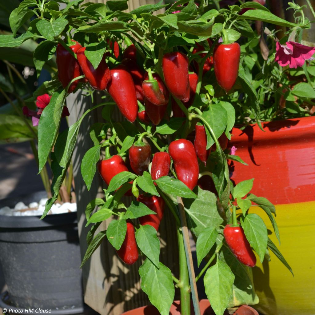 Paprika Sweetmie Red (jonge planten)