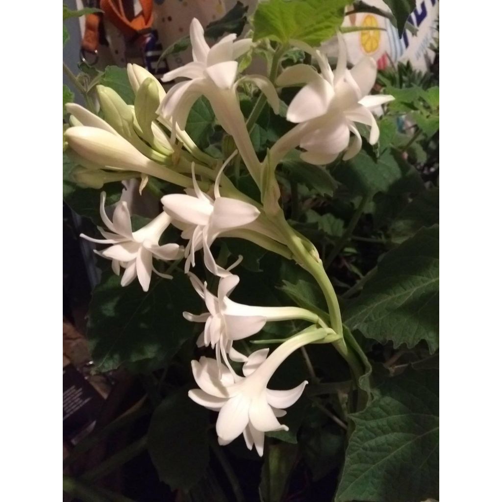 Polianthes tuberosa The Pearl - Tuberoos