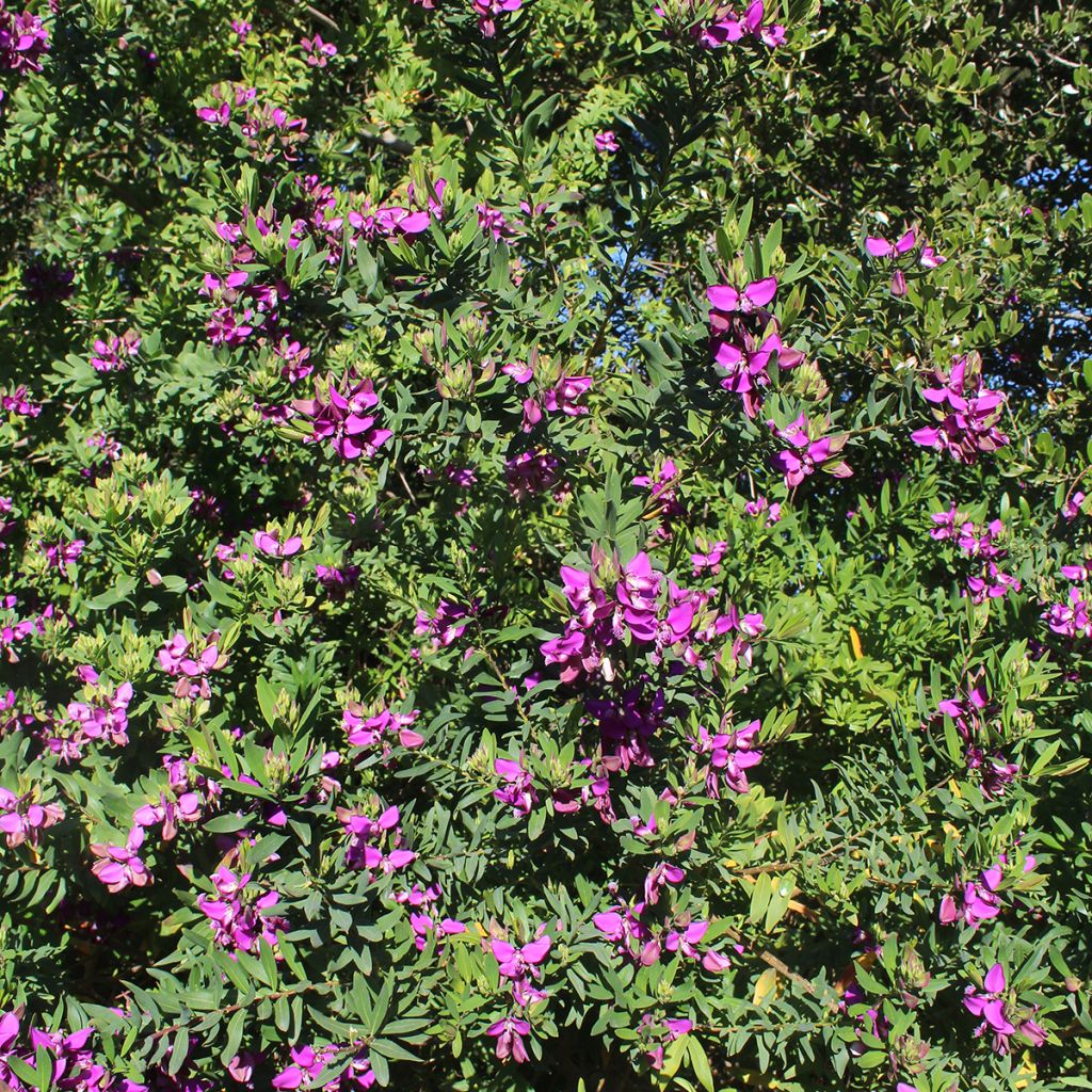 Polygala myrtifolia - Vleugeltjesbloem