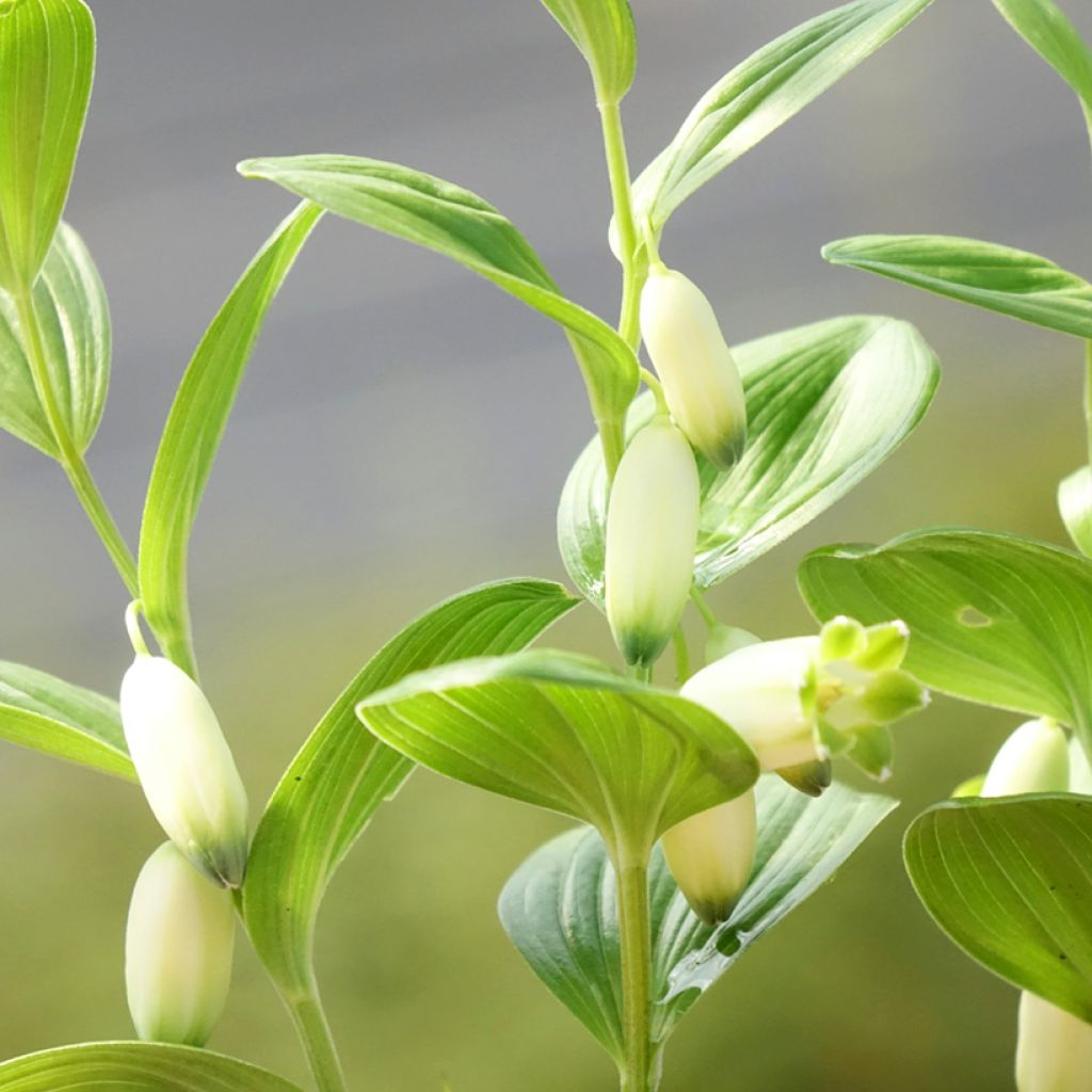 Polygonatum humile - Salomonszegel