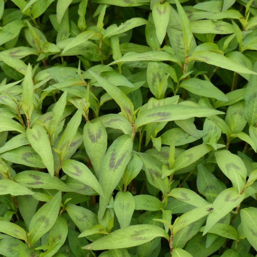 Vietnamese koriander - Persicaria odorata