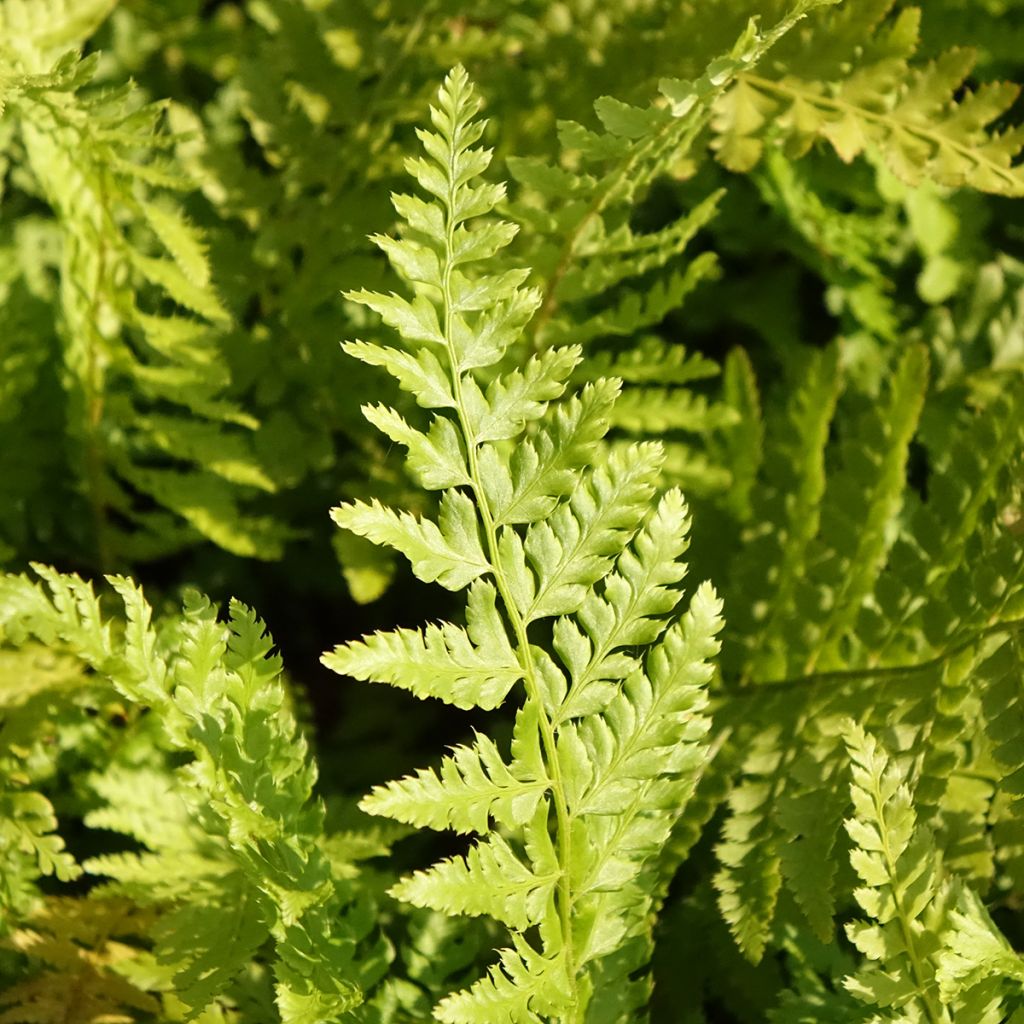 Polystichum braunii - Brauns schildvaren
