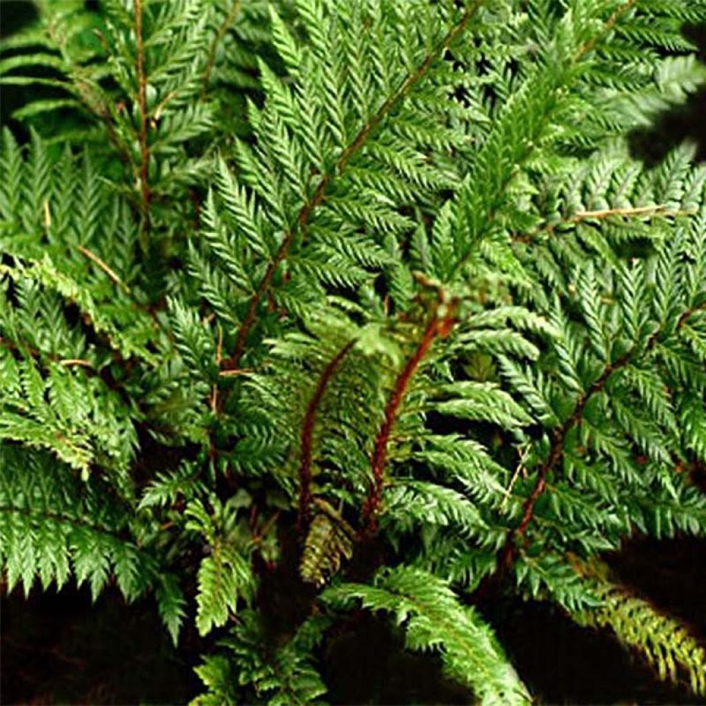 Polystichum Shiny Holy Fern - Glansschildvaren
