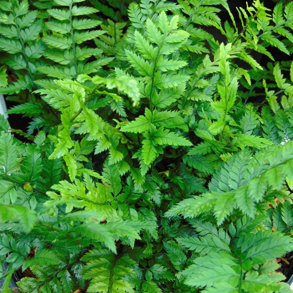 Polystichum tsus-simense - Smalle naaldvaren