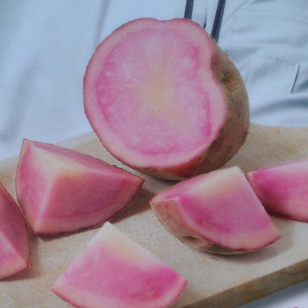 Aardappel Pink Love