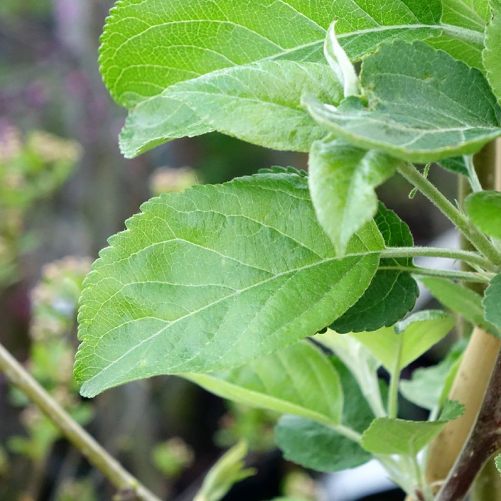 Appelboom Ananas Berżenicki