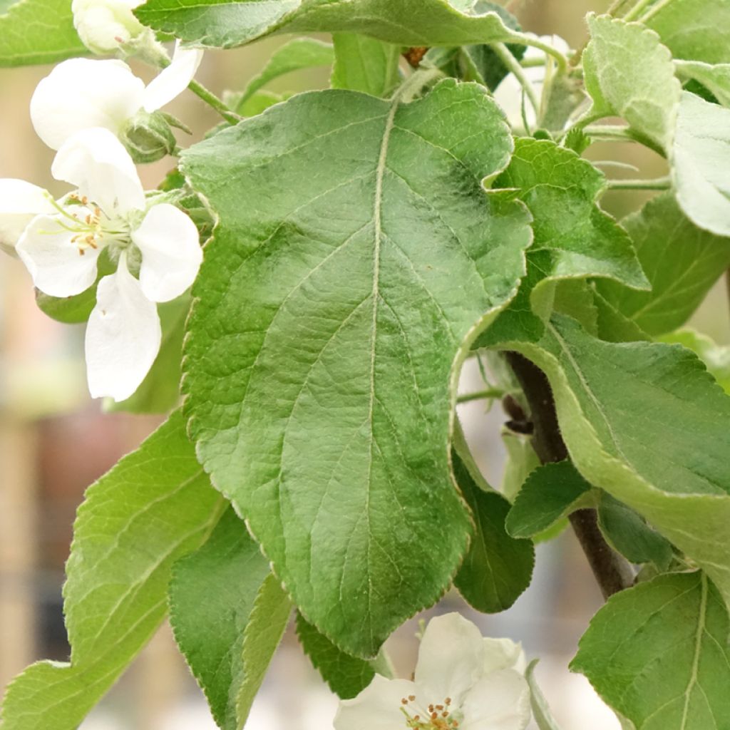 Appelboom Antonówka Zwykła