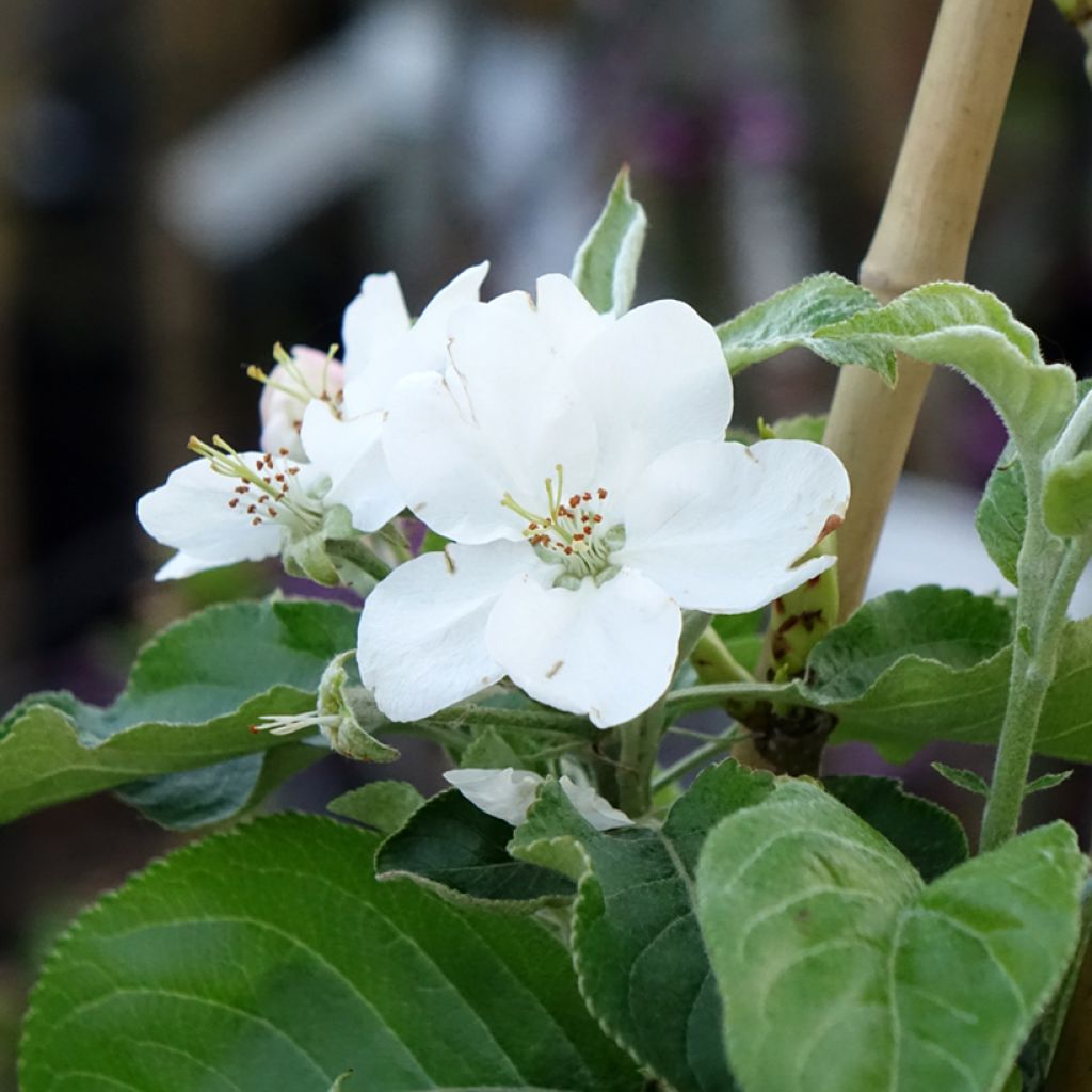 Appelboom Antonówka Zwykła