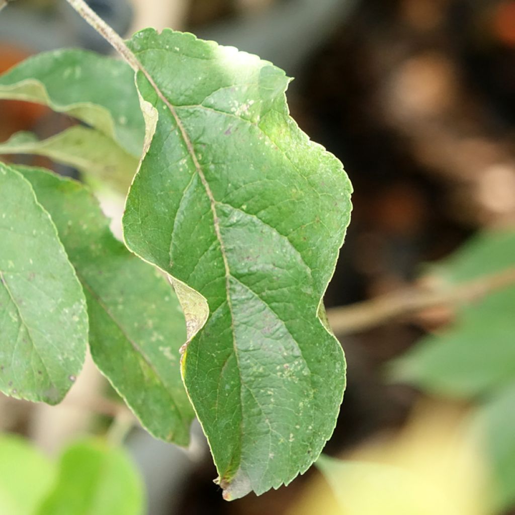 Zuilvormige appelboom Chinon - Georges Delbard