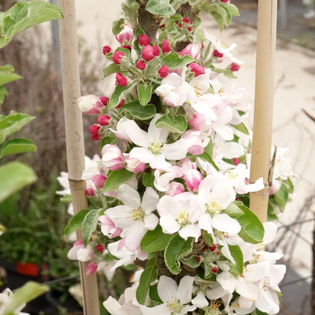 Zuilvormige appelboom Rhapsodie