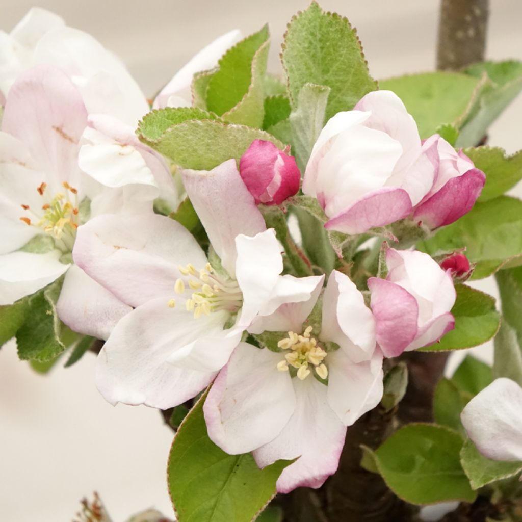 Zuilvormige appelboom Rhapsodie