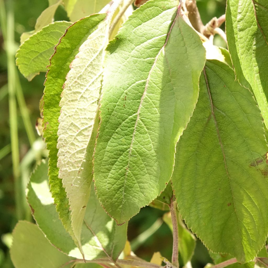 Zuilvormige appelboom Villandry Georges Delbard
