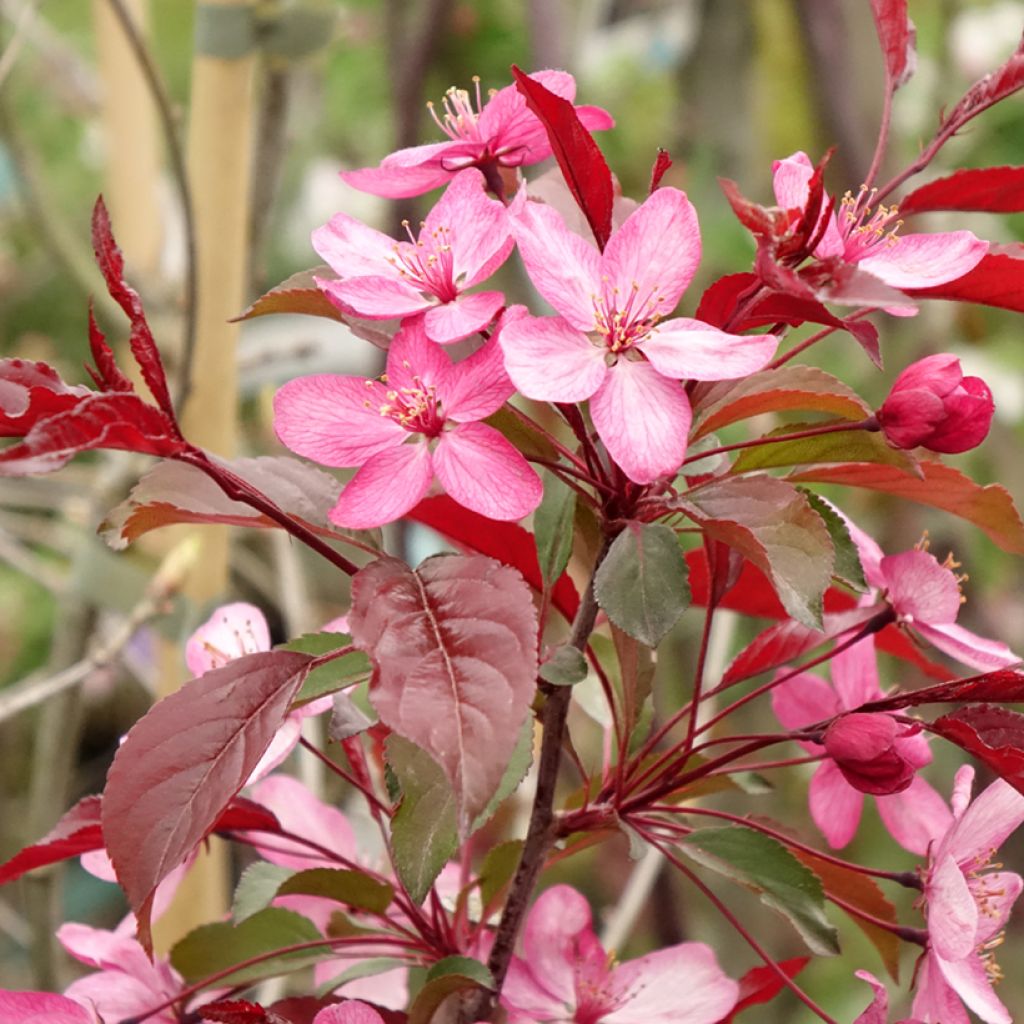 Malus Paul Hauber - Sierappel