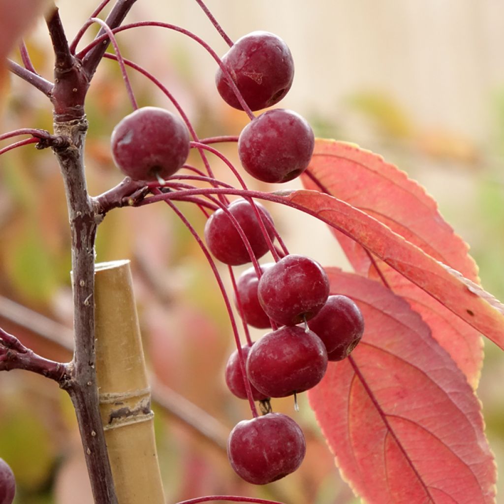 Malus Paul Hauber - Sierappel