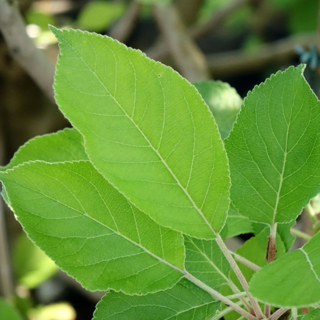 Appelboom James Grieve