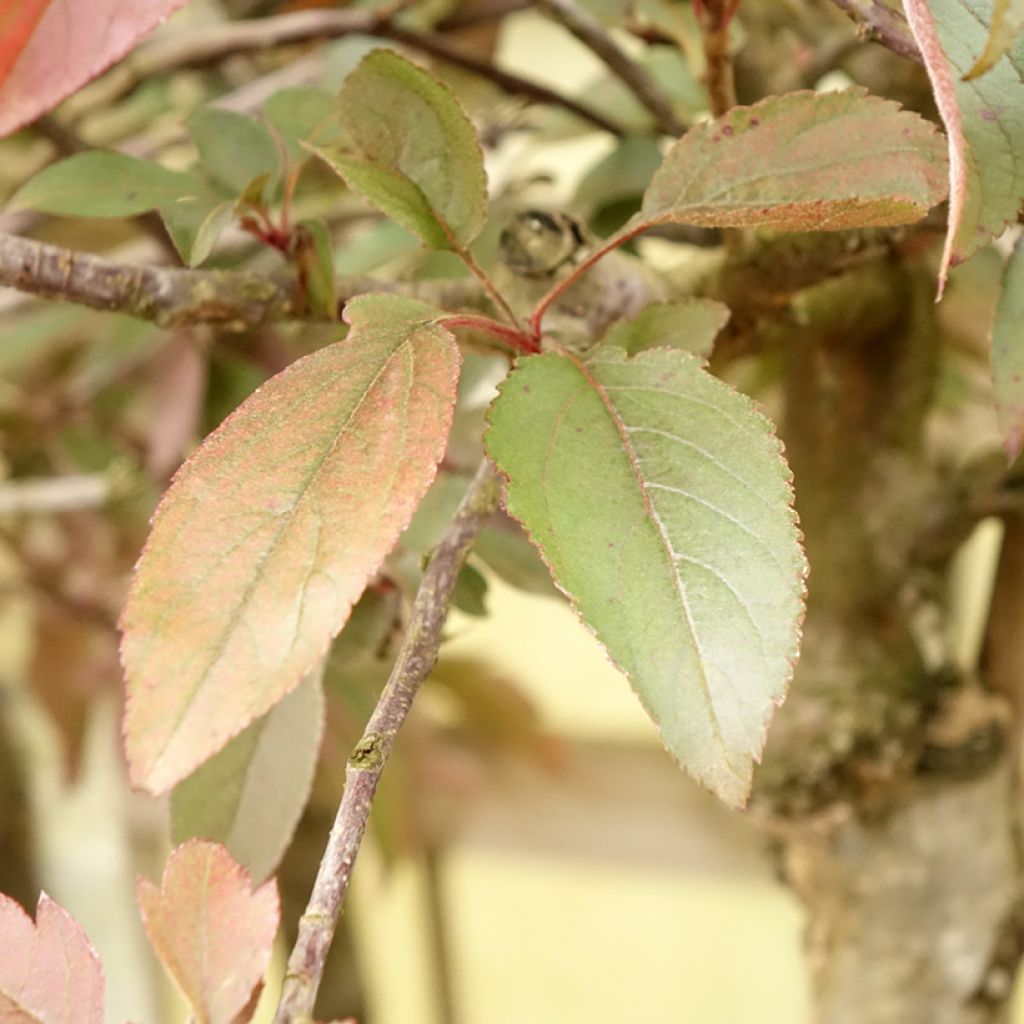 Malus Diable Rouge - Sierappel