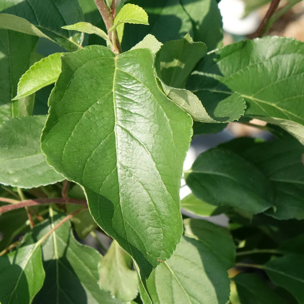 Dwergappelboom Fruit Me Apple Me Yellow Golden (autofertiel)