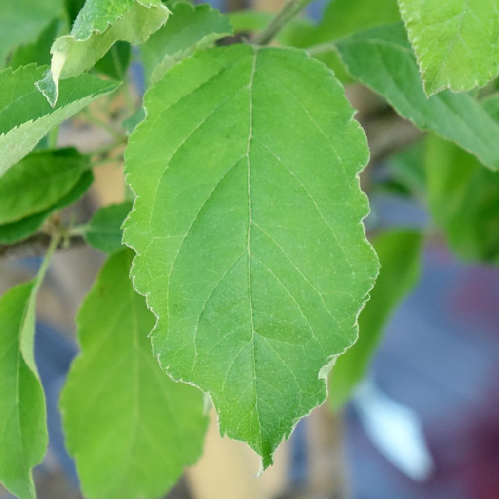 Appelboom Reinette Blanche du Canada