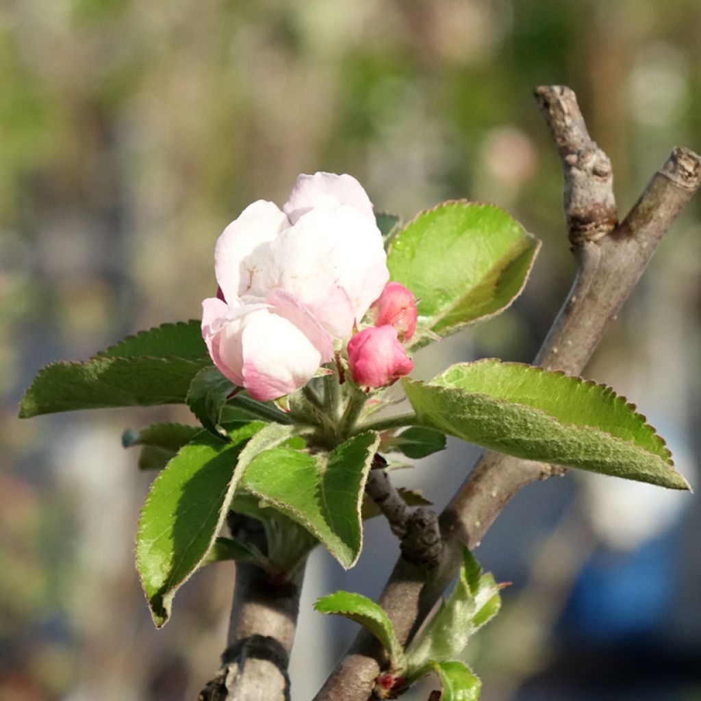 Appelboom Reinette Blanche du Canada