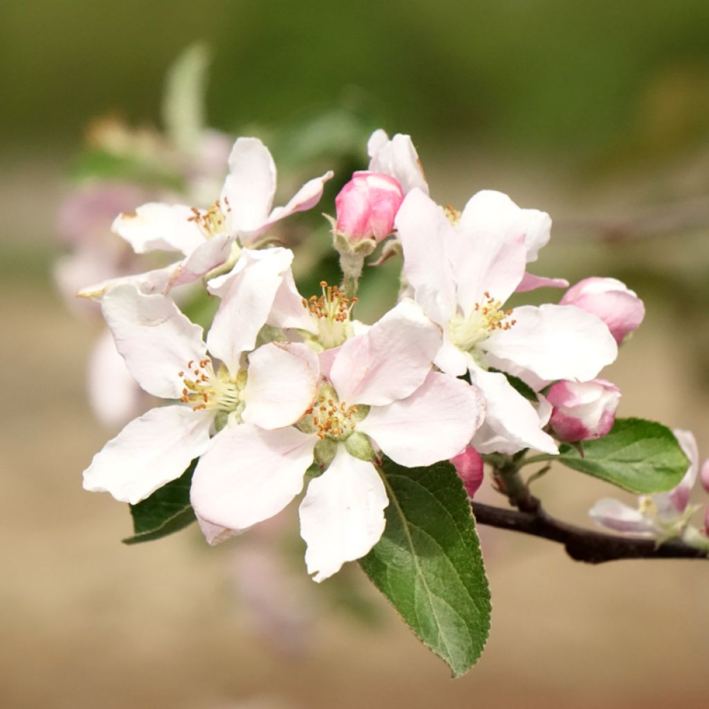 Appelboom Reinette de Caux