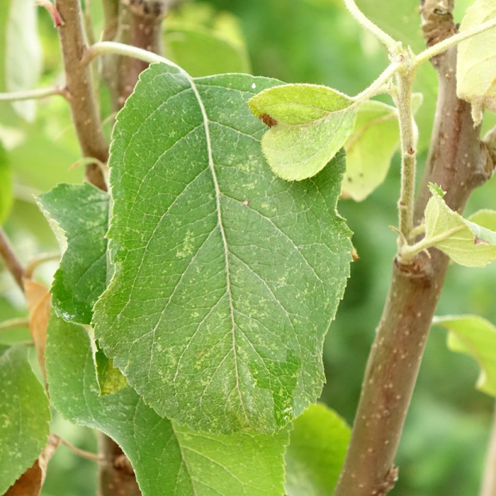 Appelboom Starking Delicious