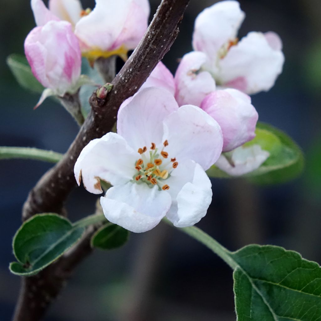 Appelboom Winter Banana
