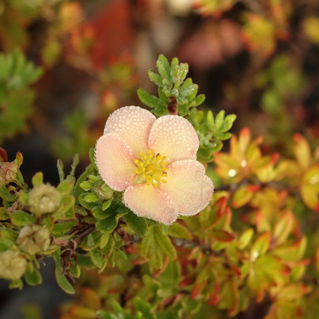 Potentilla fruticosa Glamour Girl - Struikganzerik