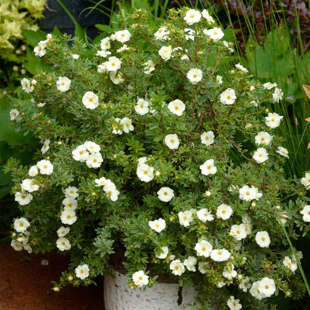 Potentilla fruticosa Double Punch Cream - Struikganzerik