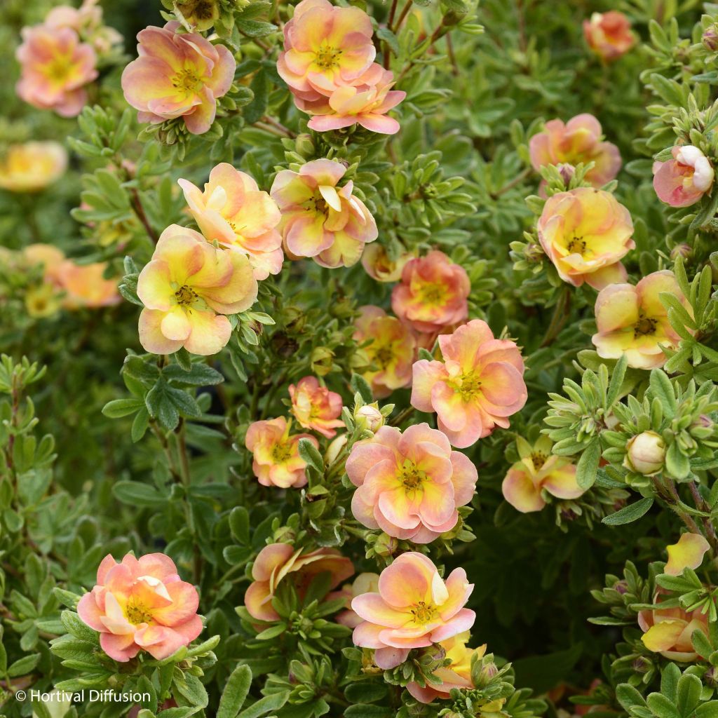 Potentilla fruticosa Double Punch Peach - Struikganzerik