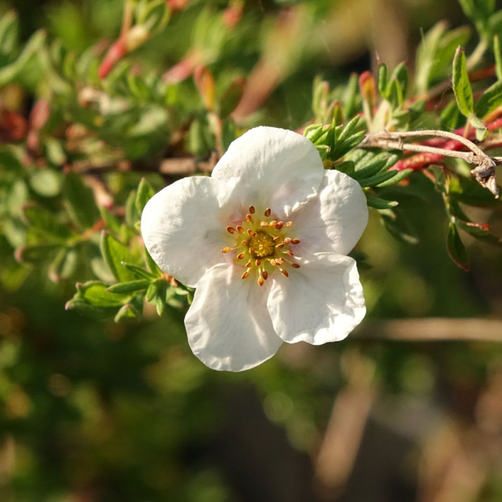Potentilla fruticosa Princess Pink Queen - Struikganzerik