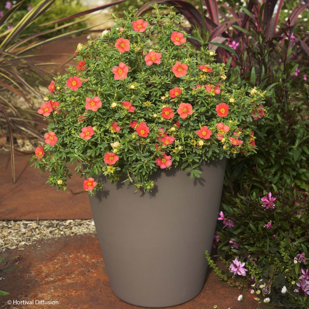 Potentilla fruticosa Redissima - Struikganzerik