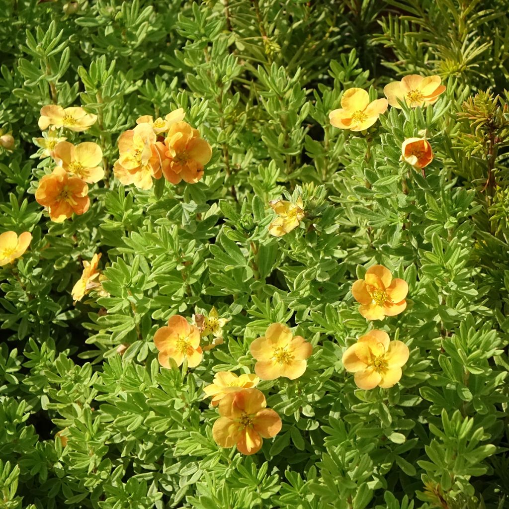 Potentilla fruticosa Marmalade - Struikganzerik