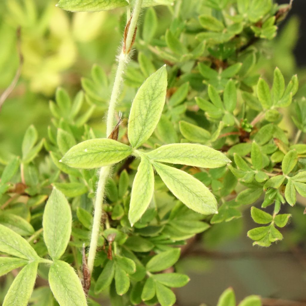 Potentilla fruticosa Elisabeth - Struikganzerik