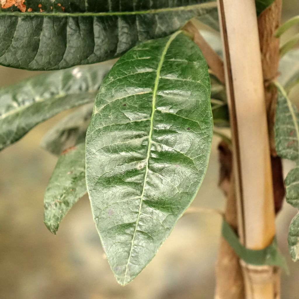 Lucuma - Pouteria obovata