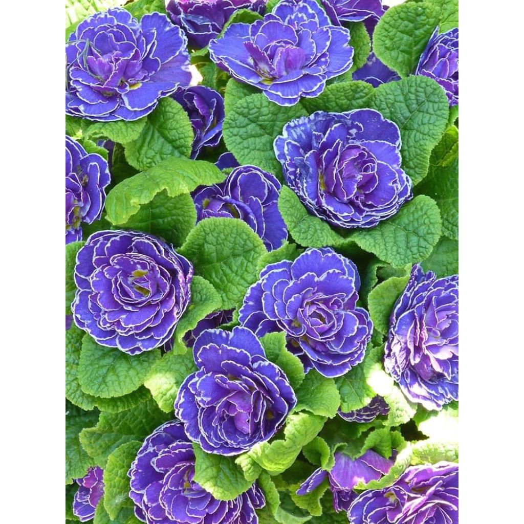 Primula Belarina Amethyst Ice - Stengelloze sleutelbloem