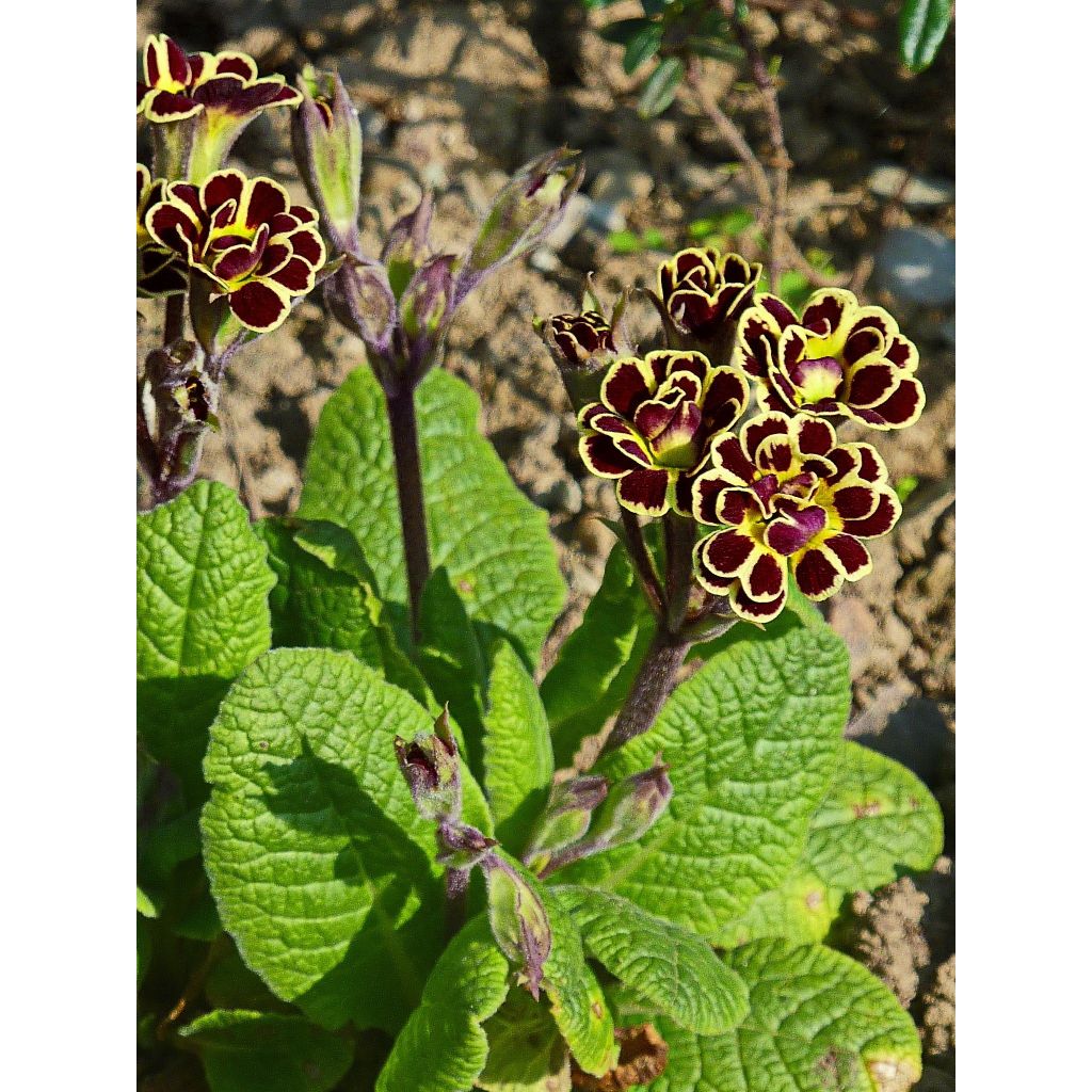 Primula Elizabeth Killelay - Slanke sleutelbloem