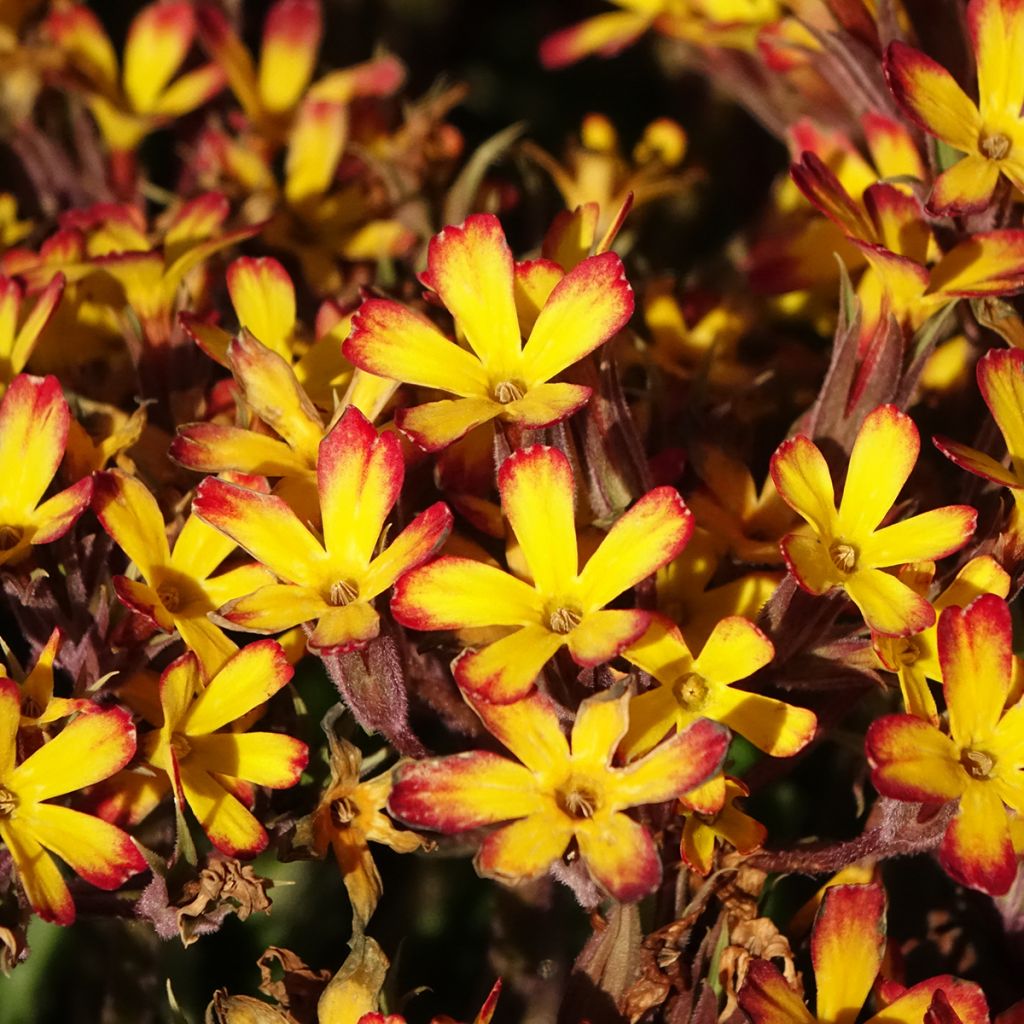 Primula Oak Leaf Yellow Picotee - Sleutelbloem