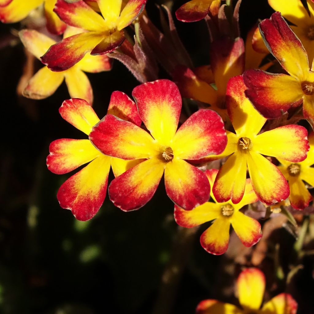 Primula Oak Leaf Yellow Picotee - Sleutelbloem