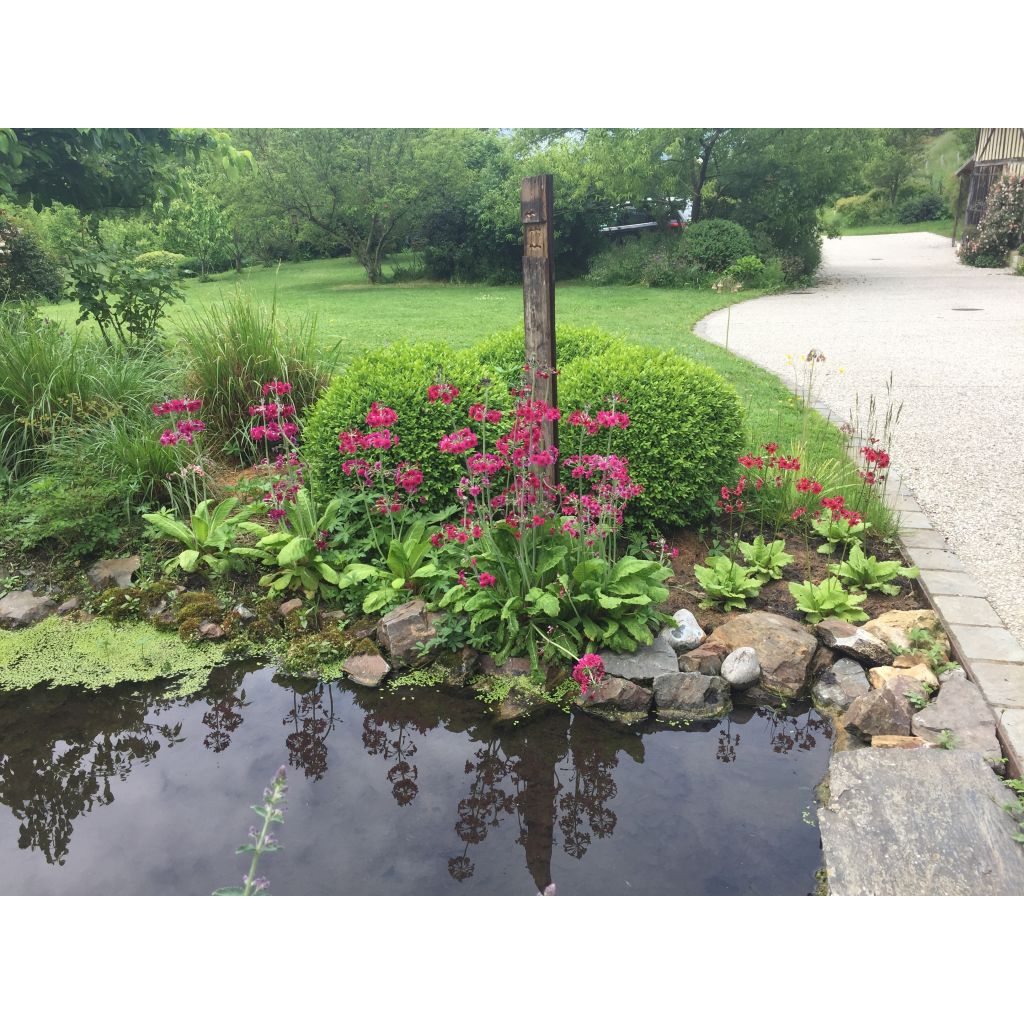 Primula japonica - Japanse sleutelbloem