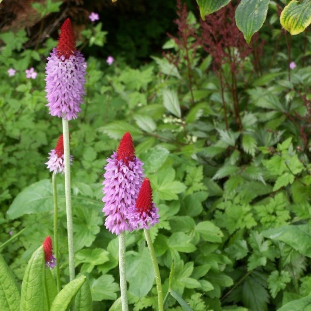 Primula vialii - Orchideeprimula