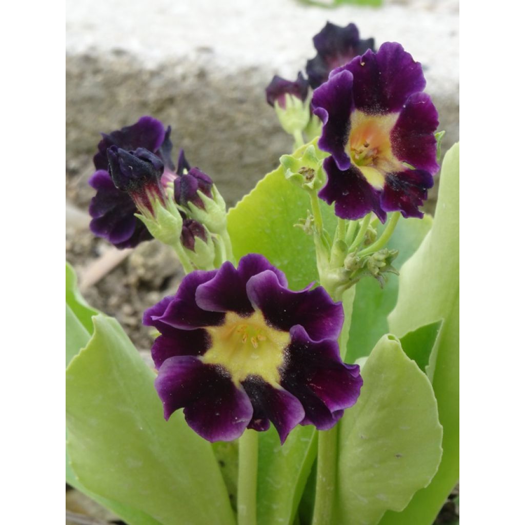 Primula auricula Mix - Tuinaurikel