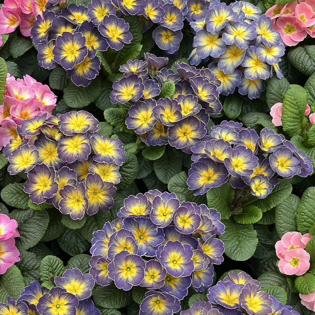 Primula acaulis Fireflies - Stengelloze sleutelbloem