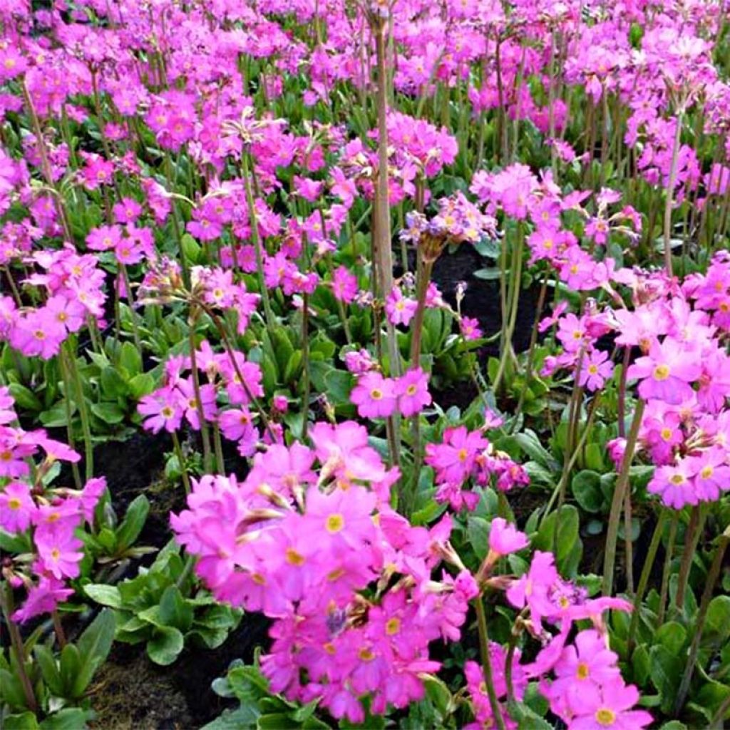 Primula rosea Grandiflora - Sleutelbloem