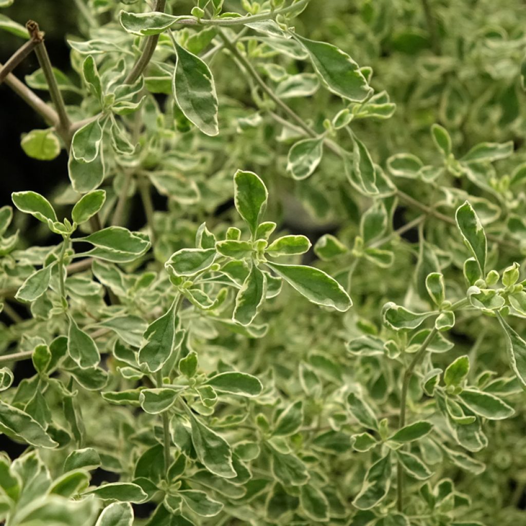 Prostanthera rotundifolia Variegata - Muntstruik