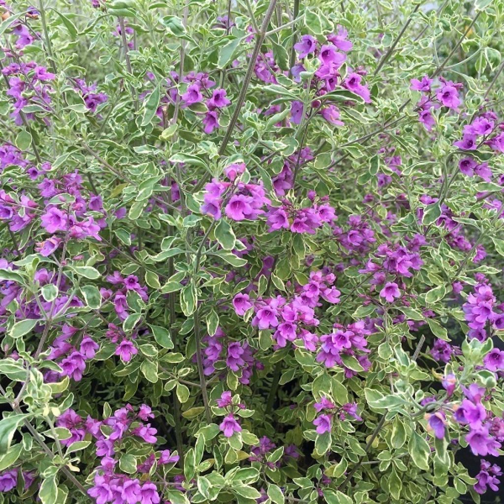 Prostanthera ovalifolia Variegata - Muntstruik