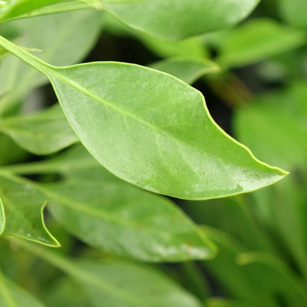 Protea cynaroides White Crown - Koningsprotea