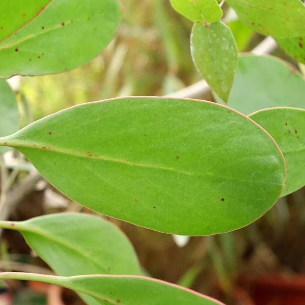 Protea cynaroides - Koningsprotea