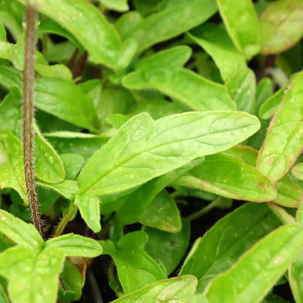 Prunella grandiflora Altenberg Rosa - Brunel