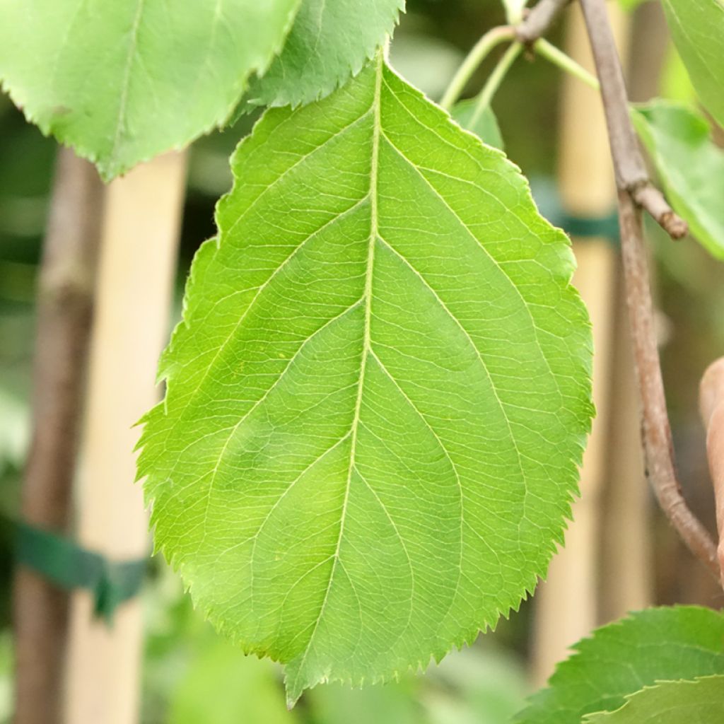 Pruim Altesse Double