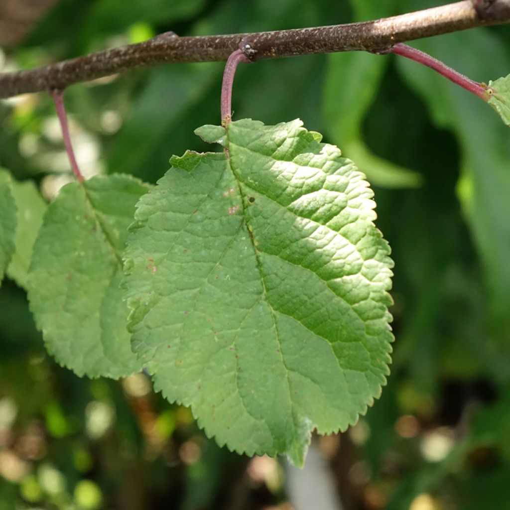 Duo-pruimenboom Opal + Victoria